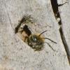 Osmia sp.